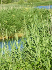 Sonchus palustris
