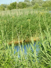 Sonchus palustris