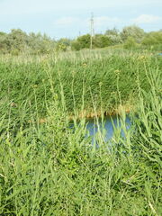Sonchus palustris