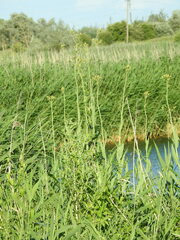 Sonchus palustris