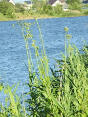 Sonchus palustris