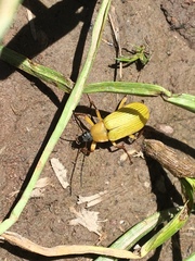 Cteniopinus