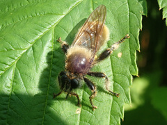 Laphria flava