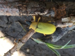 Cteniopinus
