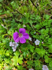 Geranium potentillifolium