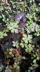 Hydrocotyle dissecta