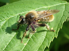 Laphria flava