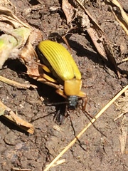 Cteniopinus