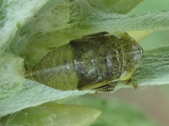 Aphrodes makarovi