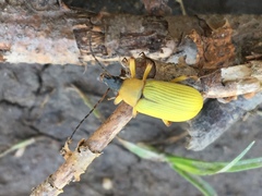 Cteniopinus