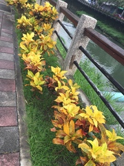 Codiaeum variegatum pictum