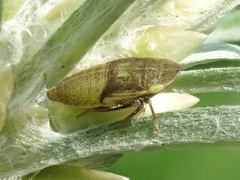 Aphrodes makarovi