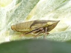 Aphrodes makarovi