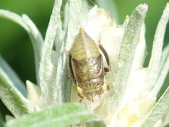 Aphrodes makarovi