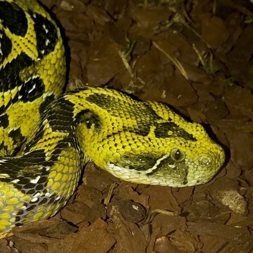 Ethiopia Viper