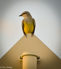 Couch's Kingbird photo 6