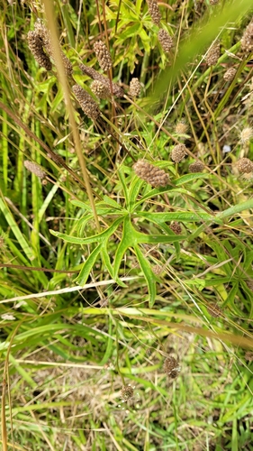 Image of Meadow Checker-Mallow (Sidalcea campestris) by no rights reserved