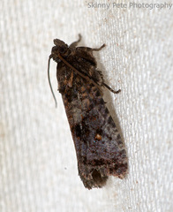 Cryptaspasma bipenicilla