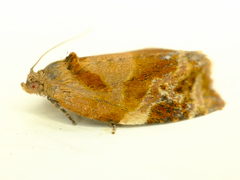 Ditula angustiorana