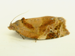 Ditula angustiorana