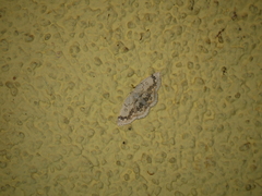 Cyclophora annularia