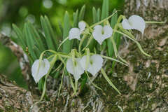 Brassavola nodosa