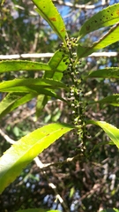 Melicytus lanceolatus