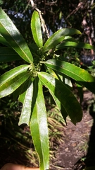 Melicytus lanceolatus