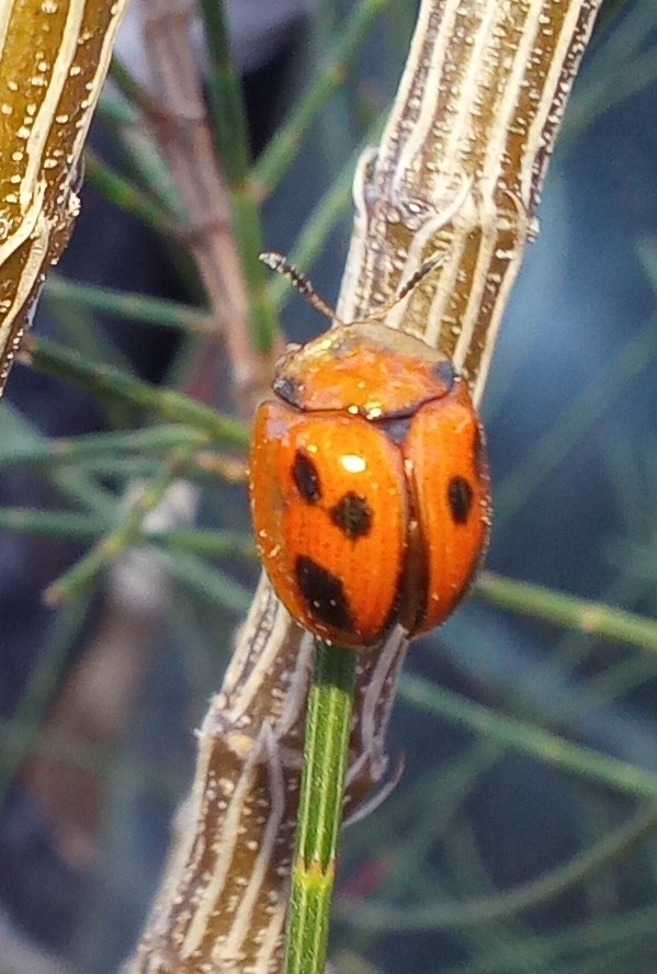 Mexicaspis