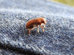 Dendroctonus