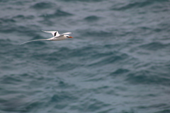 Phaethon lepturus catesbyi