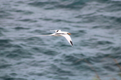 Phaethon lepturus catesbyi