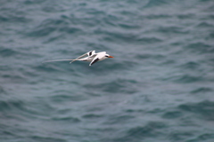 Phaethon lepturus catesbyi