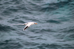 Phaethon lepturus catesbyi