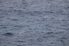 Phaethon lepturus catesbyi