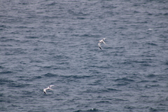 Phaethon lepturus catesbyi