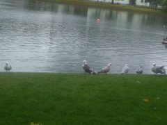 Larus