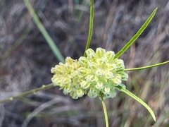 Asclepias stenophylla