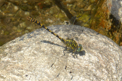 Onychogomphus forcipatus
