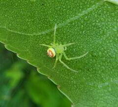 Araneus guttulatus