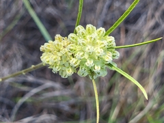 Asclepias stenophylla