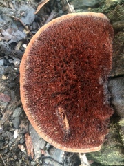 Postia pelliculosa
