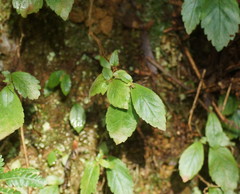 Fieldia australis