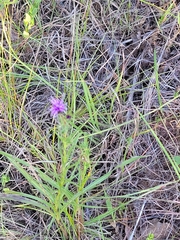 Liatris squarrosa
