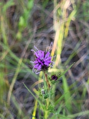 Liatris squarrosa