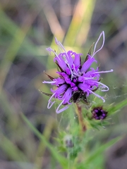 Liatris squarrosa