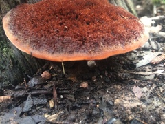 Postia pelliculosa