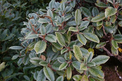 Brachyglottis elaeagnifolia