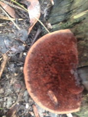 Postia pelliculosa