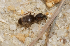 Lasius